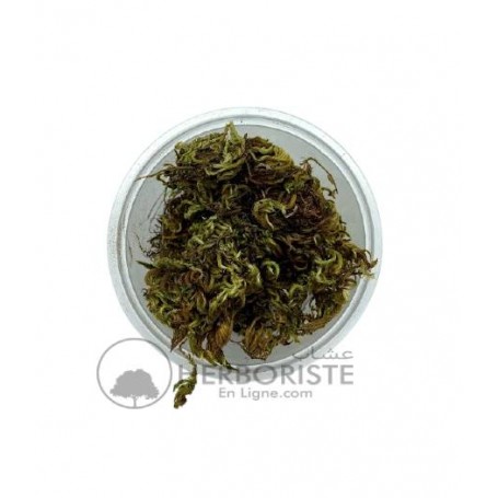 Sanbal - Sunbul - Sembel - Valeriana Celtica - 20g - سنبل